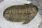 Bargain, Detailed Gerastos Trilobite Fossil - Morocco #173763-2